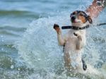 Jack Russell On The Coast Stock Photo