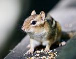 Beautiful Isolated Image With A Cute Chipmunk On The Wooden Hedge Stock Photo