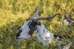 Black And White Goat In A Pasture Stock Photo