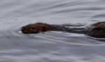 Beautiful Isolated Photo Of A Beaver Swimming In The Lake Stock Photo