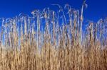 Reeds Stock Photo