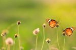 Butterfly Stock Photo