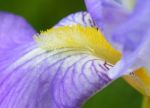 Iris Flower Stock Photo