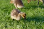 The Young Cackling Geese On The Grass Stock Photo