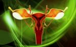 Female Reproductive System Stock Photo