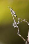 Mantis Palo (empusa Pennata) Stock Photo