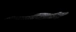 Freshwater Crocodile In The Dark Stock Photo