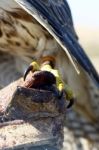 Falcon On Trainer's Glove Stock Photo