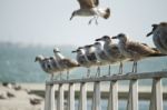 Group Of Seagulls On Pier Stock Photo