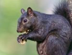 Postcard With A Funny Black Squirrel Eating Nuts Stock Photo