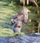 Isolated Picture With A Funny Black-crowned Night Heron Shaking Her Feathers On A Rock Stock Photo