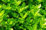 Green Leaves In Spring,background Stock Photo