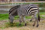 Zebra Grazing Along River Stock Photo