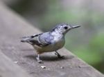 Beautiful Background With A White-breasted Nuthatch Bird Stock Photo