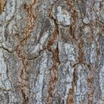 Bark Stock Photo