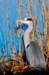 Grey Heron (ardea Cinerea) Watching And Waiting Stock Photo