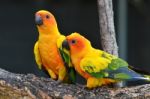 Sun Conure Stock Photo