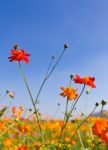 Cosmos Flower Stock Photo