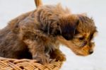 Domestic Dog Inside A Basket Stock Photo