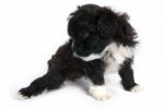 Shih Tzu Puppy Stock Photo