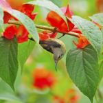 Juvenile Male Black-throated Sunbird Stock Photo