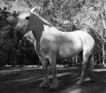 Horse In The Paddock Stock Photo