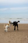 Happy Dogs On The Beach Stock Photo