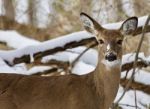 Beautiful Image Of A Wild Deer In The Snowy Forest Stock Photo