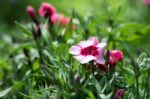 Dianthus Stock Photo