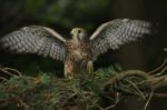 Kestrel With Wings Spread Like Angel Stock Photo