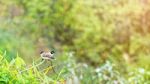 Pycnonotus Aurigaster Birds Stock Photo