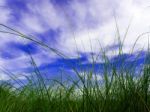 Freshness Vetiver Grass Blade In The Countryside Stock Photo