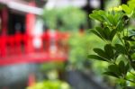 Plant And Bridge Stock Photo