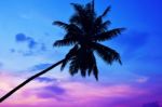 Palm Trees Silhouettes On The Colorful Sky Background Stock Photo