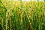 Paddy Rice Stock Photo