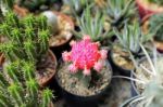 Cactus Plant Stock Photo