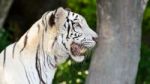 White Tiger Stock Photo