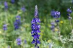 Fields Of Lupines Stock Photo