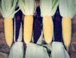 Yellow And Red Corns Are On Wooden Table Stock Photo