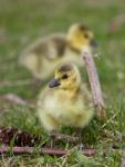 Beautiful Photo With A Chick Of The Canada Geese Stock Photo