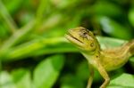 Lizard In Green Nature Stock Photo