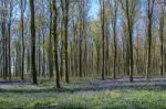 Bluebells In Wepham Wood Stock Photo