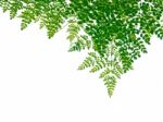 Layer Of Green Leaves Isolated Stock Photo