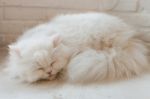 Cute Little Cat Kitten Sleeps Stock Photo