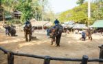 Chiangmai ,thailand - February 20 : Mahout Ride Elephant And Elephant Is Dancing On February 20 ,2016 At Mae Sa Elephant Camp ,chiangmai ,thailand Stock Photo