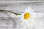 Common Chamomile Flowers On Wooden Table Stock Photo