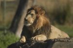 African Lion -panthera Leo Krugeri Stock Photo