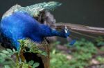 Indian Peacock  (pavo Cristatus) Stock Photo