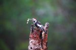 Great Spotted Woodpecker In A Rainy Spring Forest Stock Photo