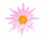 Pink Lotus Or Pink Water Lily Isolated Stock Photo